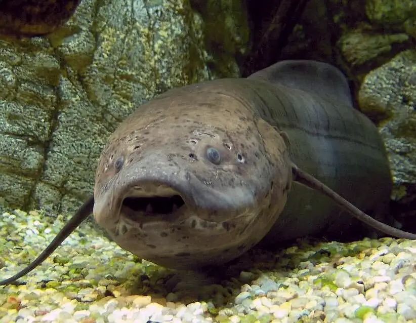 unusual freshwater aquarium fish