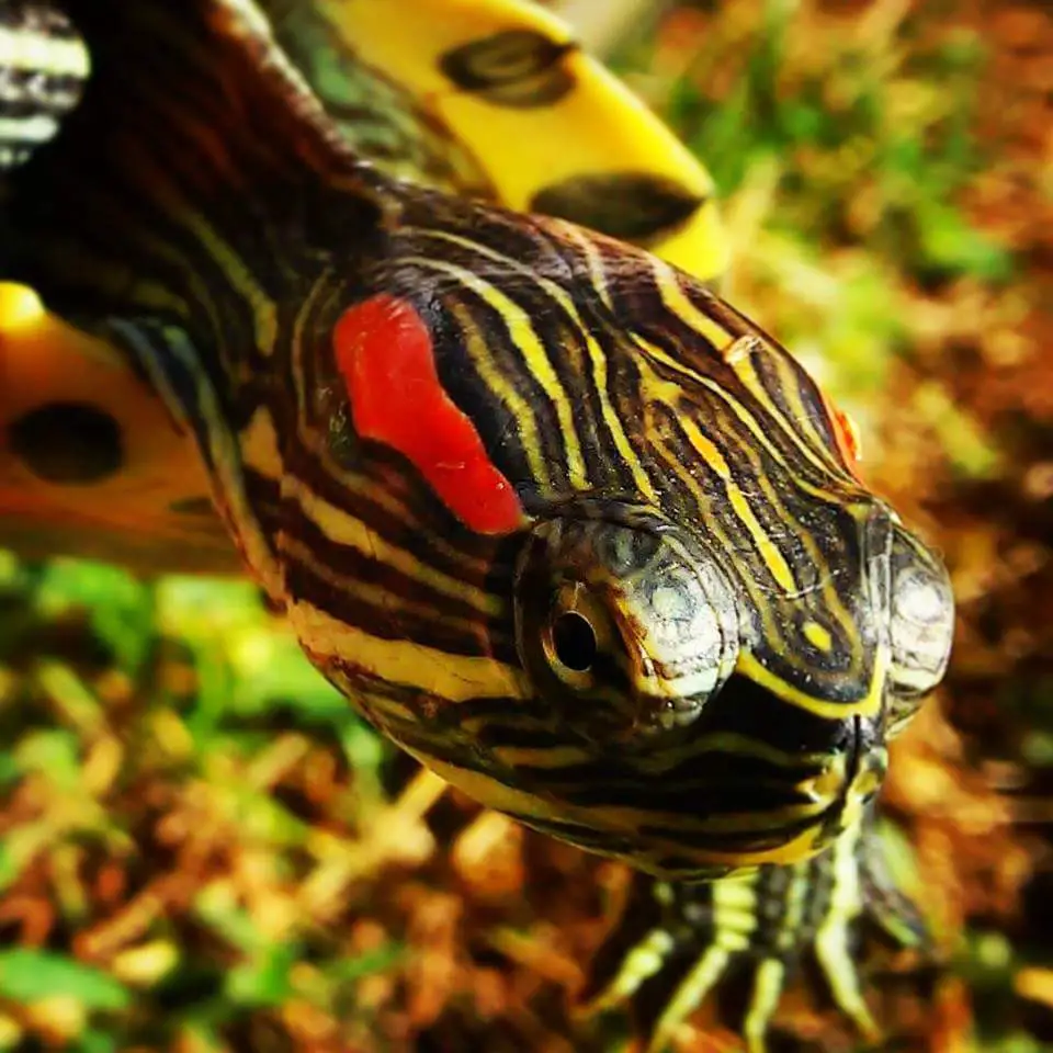 how lond do red eared sliders live