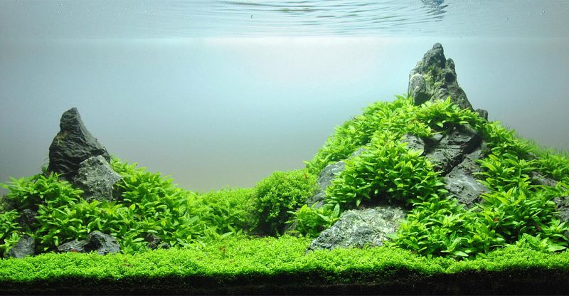 best substrate for planted