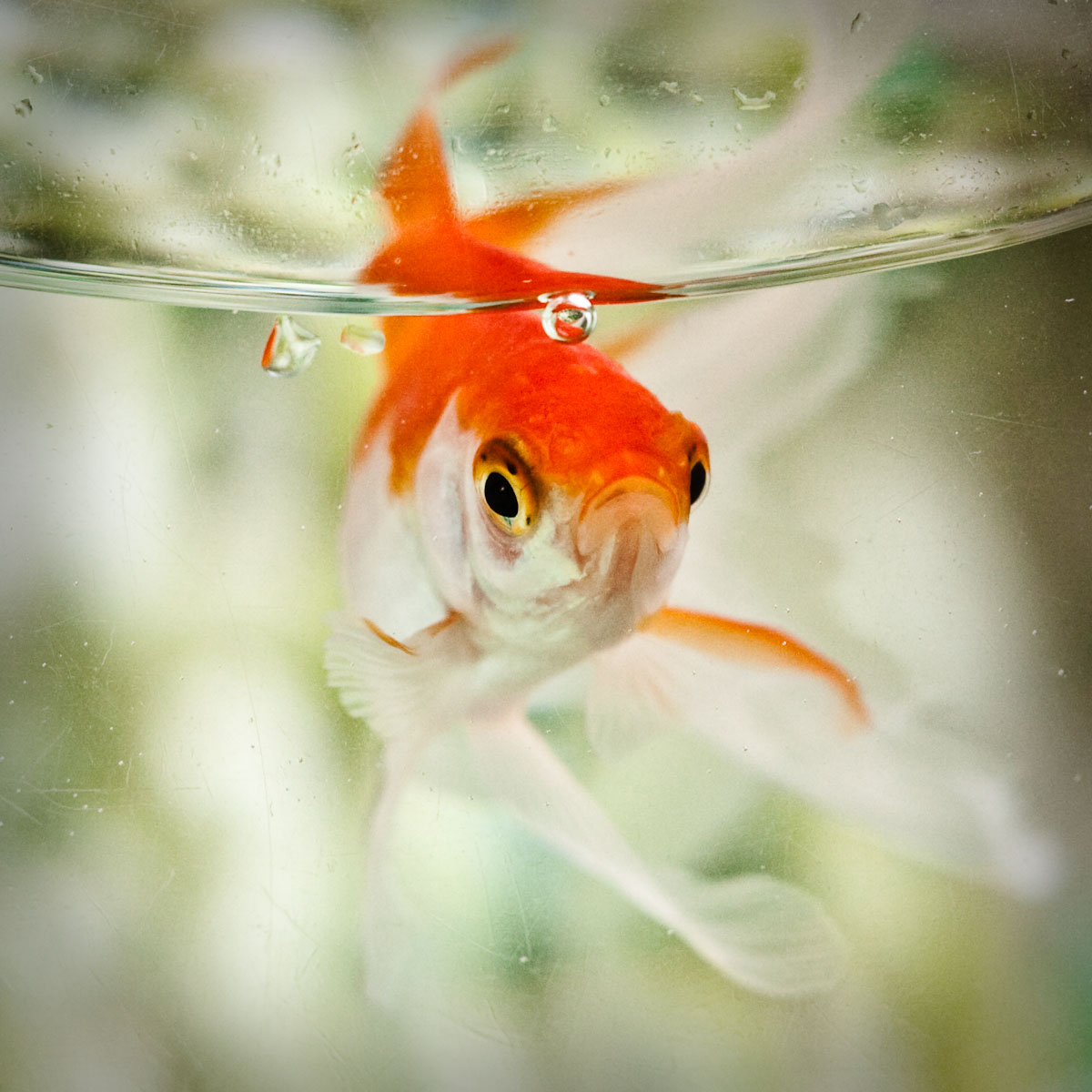 What Kind Of Food Do Goldfish Eat What Kind Of Food Do Goldfish Eat