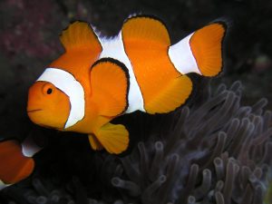 5 Interesting Facts about Clownfish for Kids(2 is my favourite ...