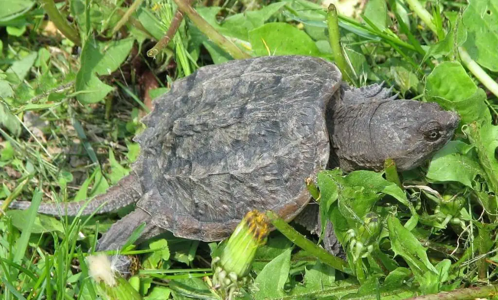 facts about snapping turtle
