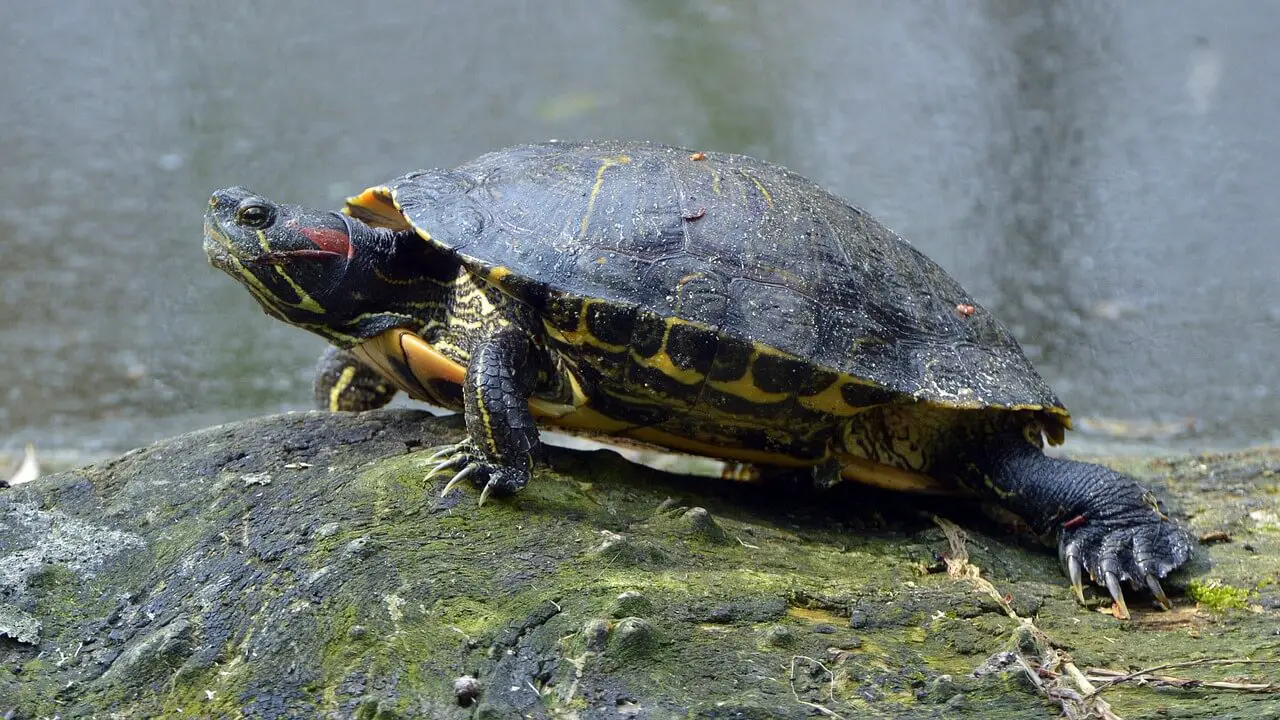 red eared slider turtle facts