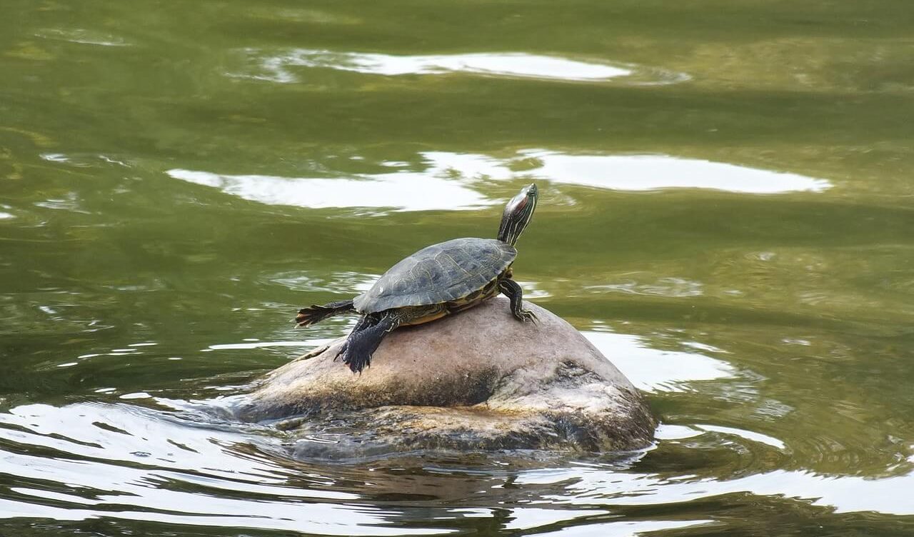 Can Red Eared Sliders Eat Apples? AquaticPals