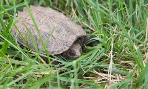 what do baby snapping turtles eat