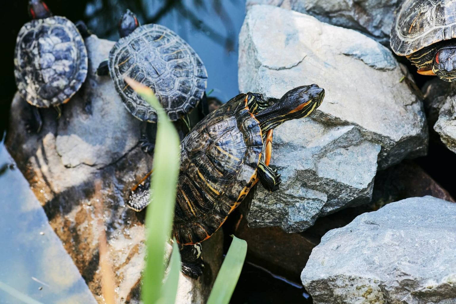 Can Turtles Eat Bread? Is it OK to Feed Them? AquaticPals