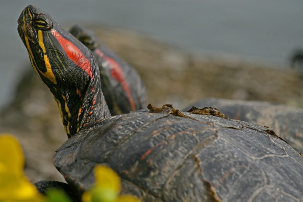 how long can a turtle go without eating