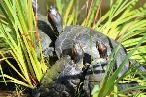 Can You Keep Turtles and Fish Together
