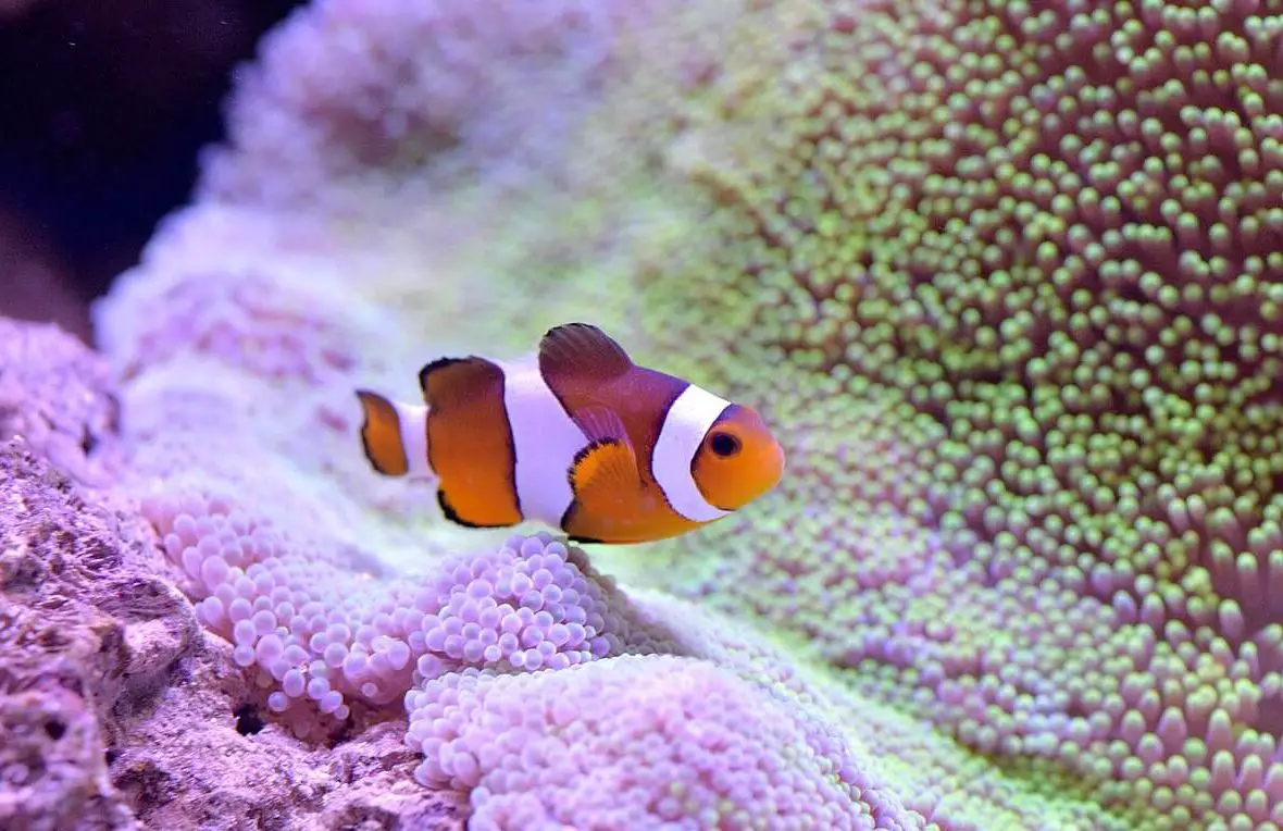 How Long Do Clownfish Live? Lifespan in Captivity and in the Wild - AquaticPals
