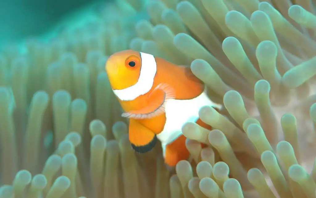 How Big Do Clownfish Get