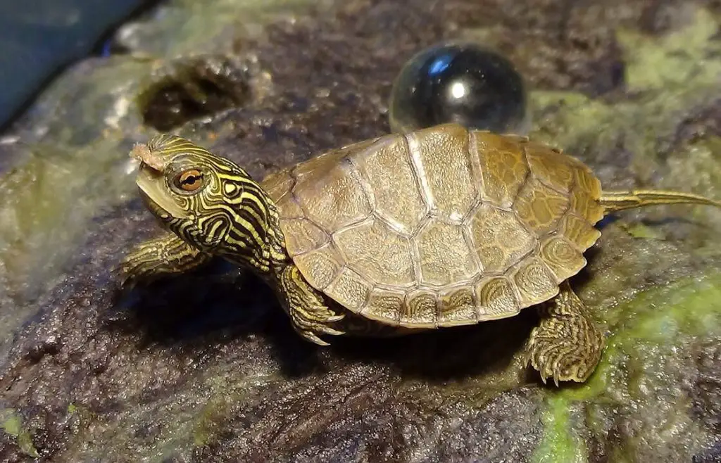 Turtles That Stay Small