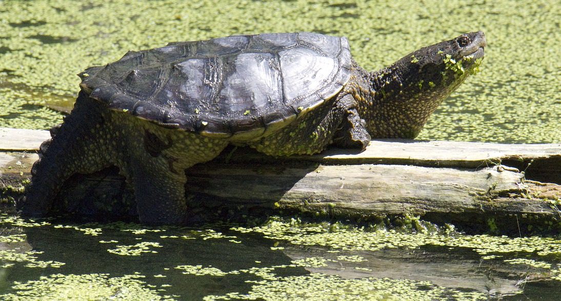 Are Snapg Turtles Dangerous Aquaticpals Are Snapg Turtles Dangerous Aquaticpals