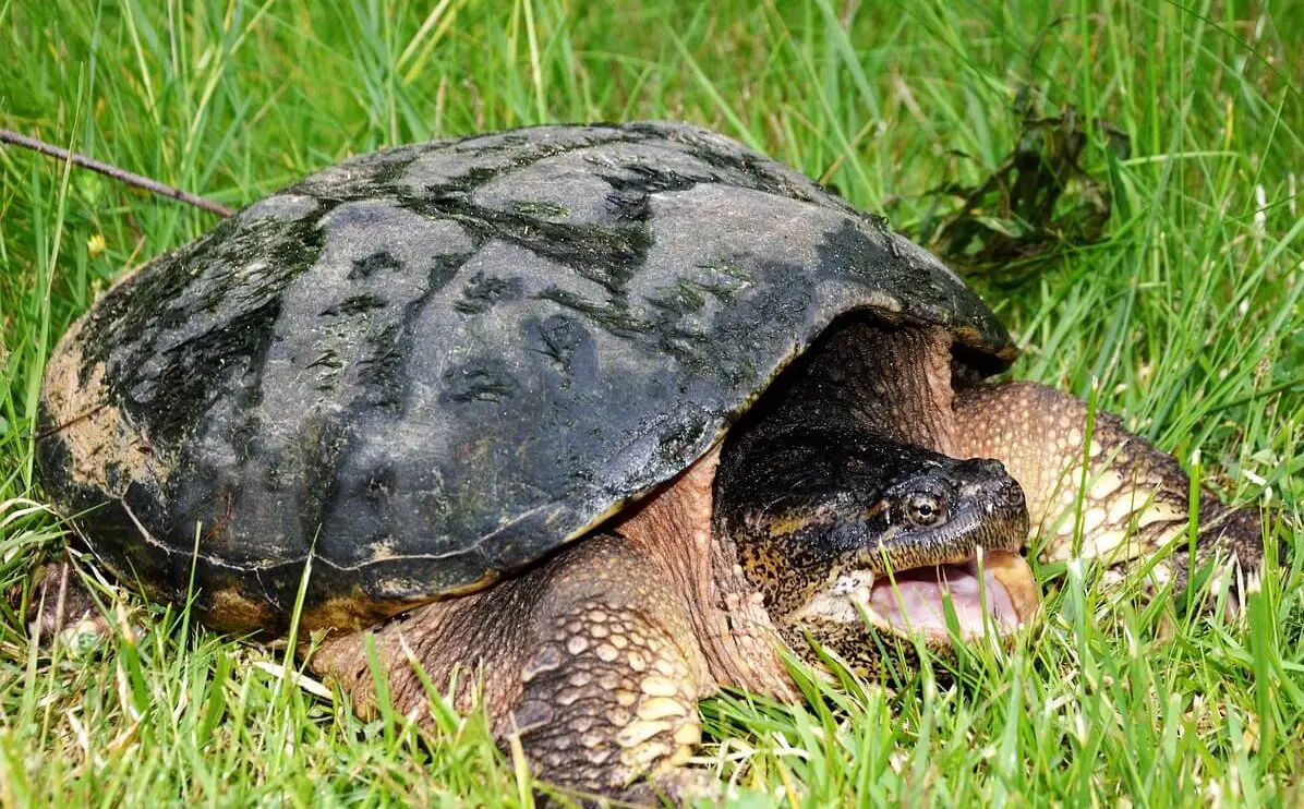 How Big Do Snapping Turtles Get
