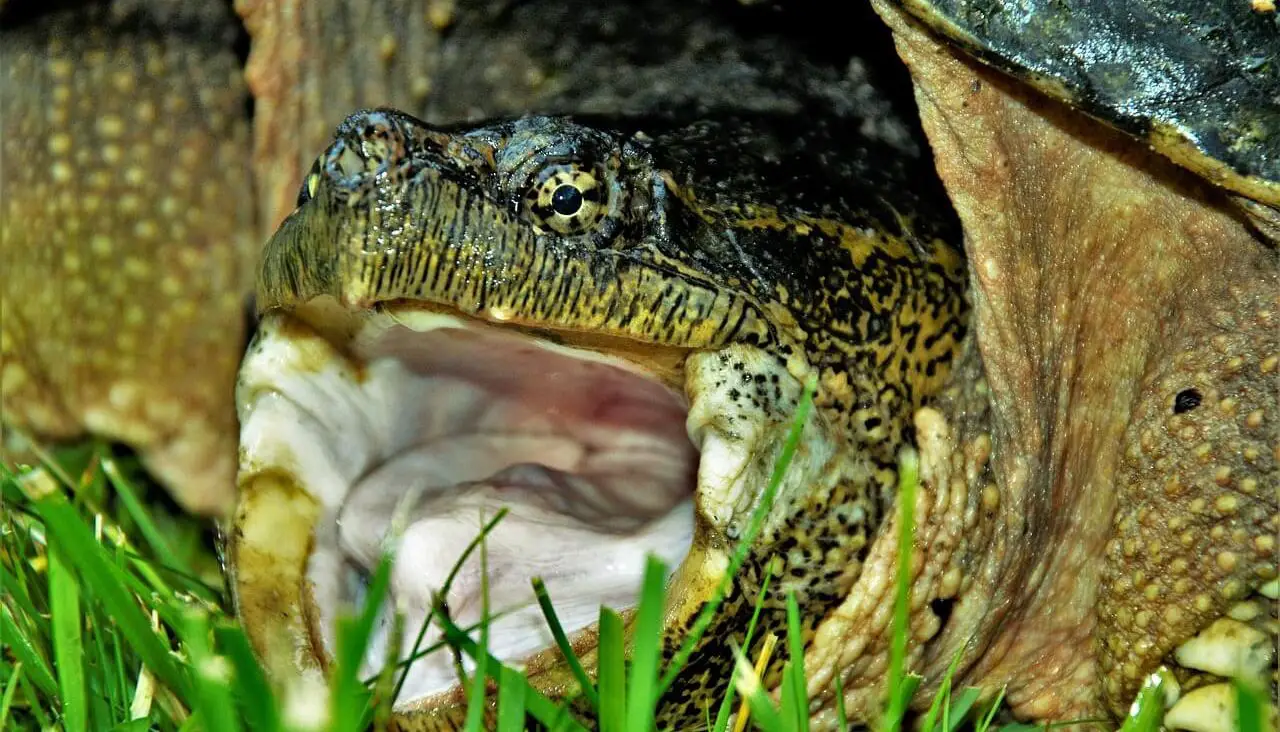 Snapping Turtle as Pet