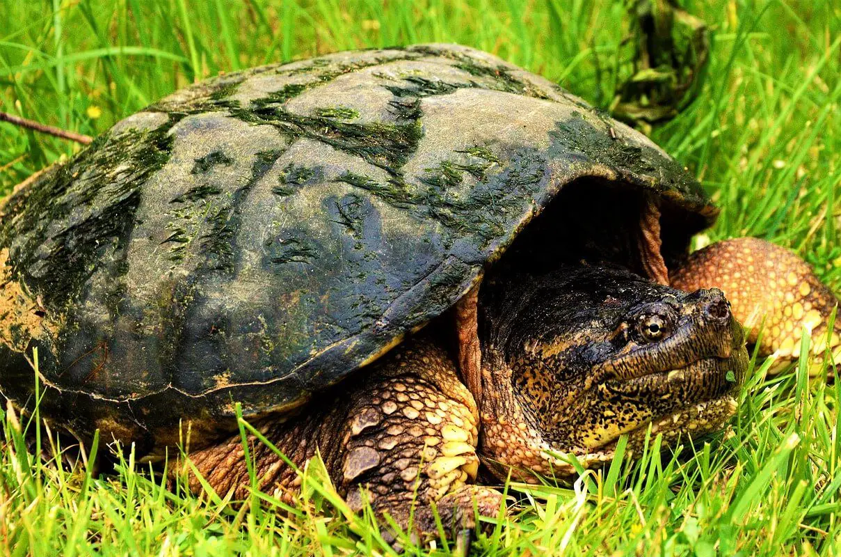 What Do Snapping Turtles Look Like