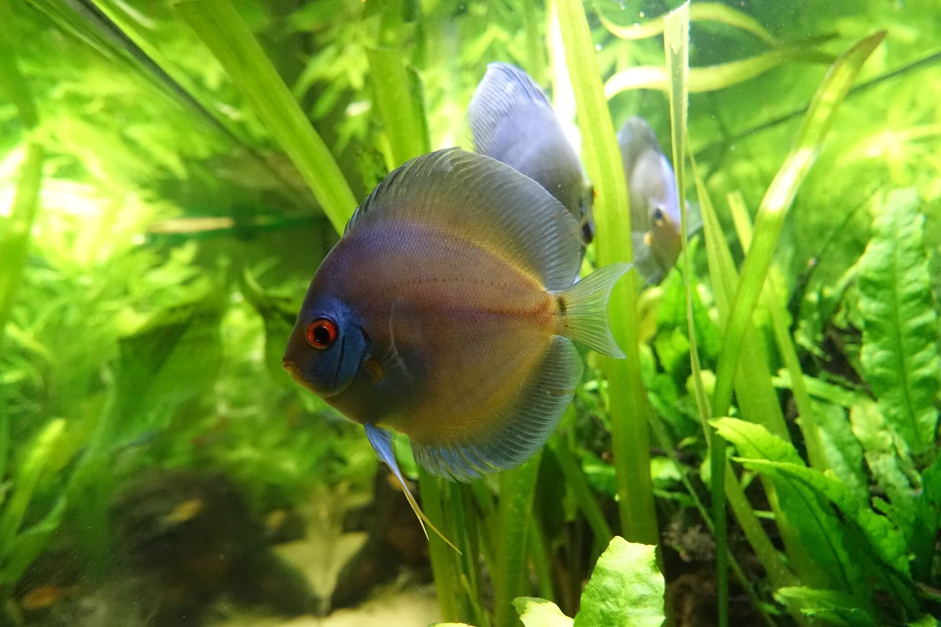 Why Are Discus Fish So Expensive? 