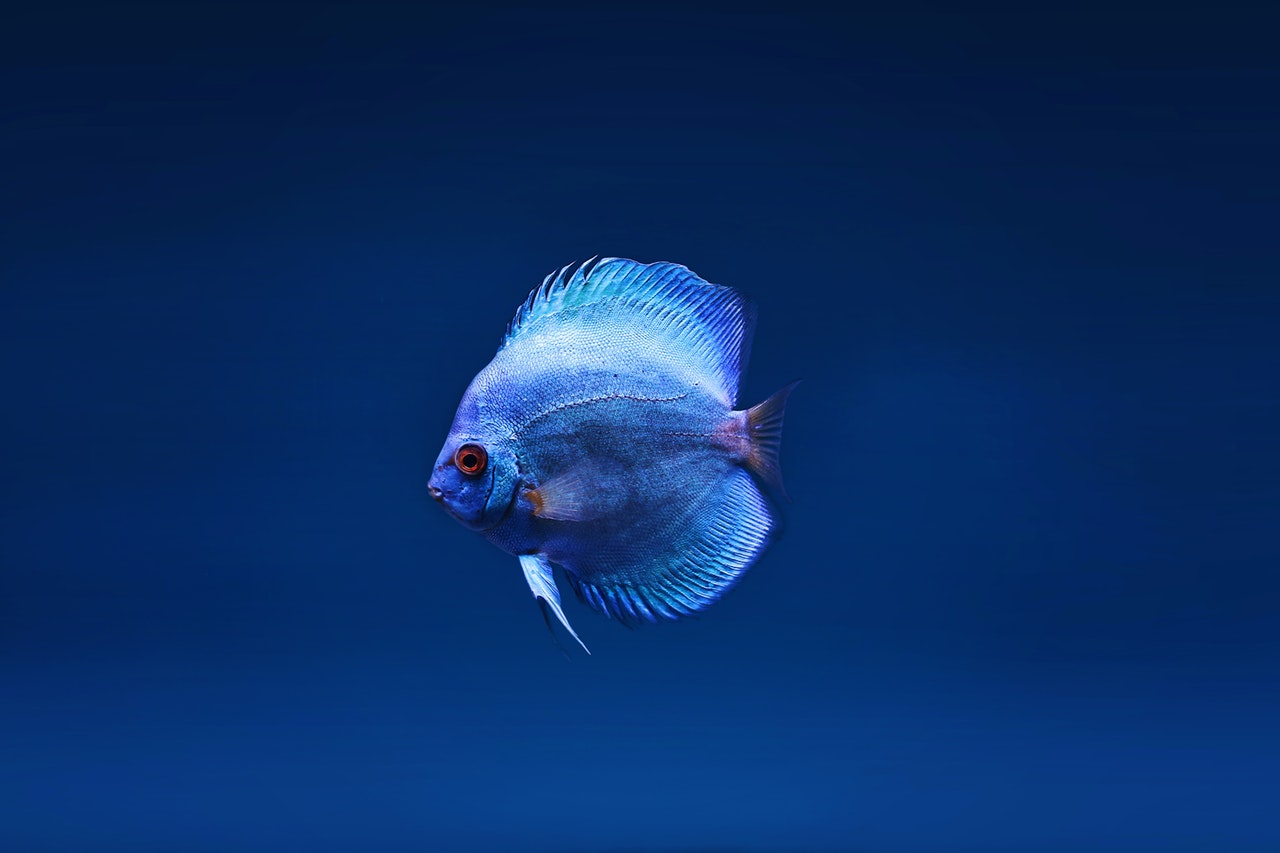What's The Minimum Tank Size For Discus Fish? AquaticPals