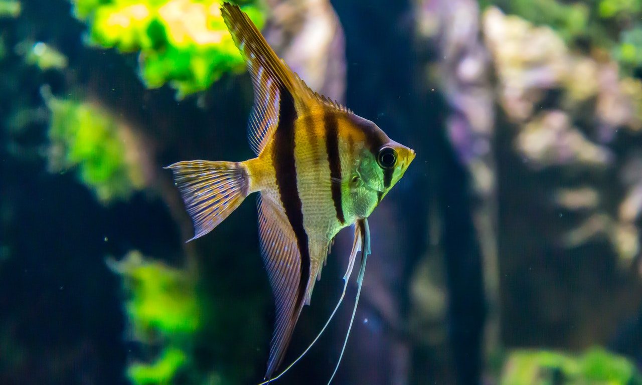 Are Angelfish Aggressive How To Reduce Their Aggression AquaticPals are-angelfish-aggressive-how-to-reduce-their-aggression-aquaticpals