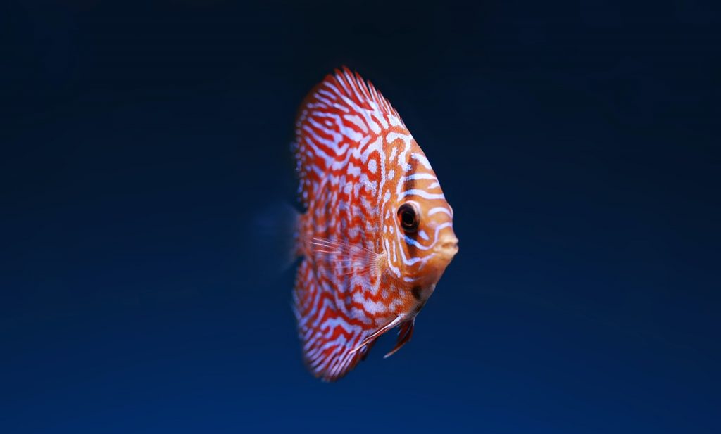 Are Discus Fish Hard To Keep