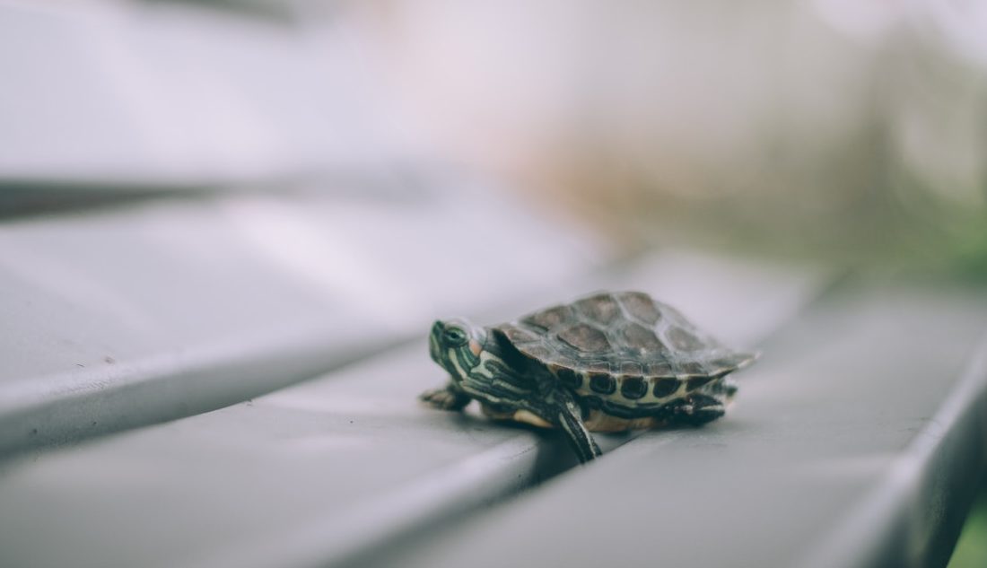 Picture of Do Red Eared Sliders Need To Be in Water All the Time? - AquaticPals