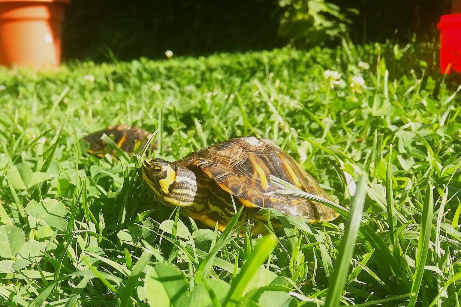 How To Know If Your Turtle Is Happy? AquaticPals
