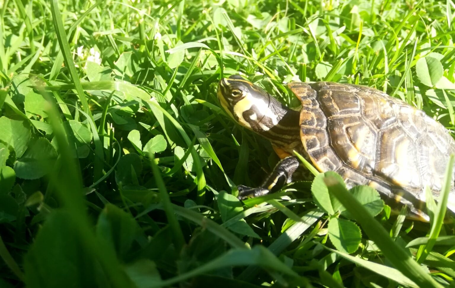 Do Turtles Need a Filter? AquaticPals