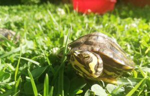 How To Make Tap Water Safe For Turtles