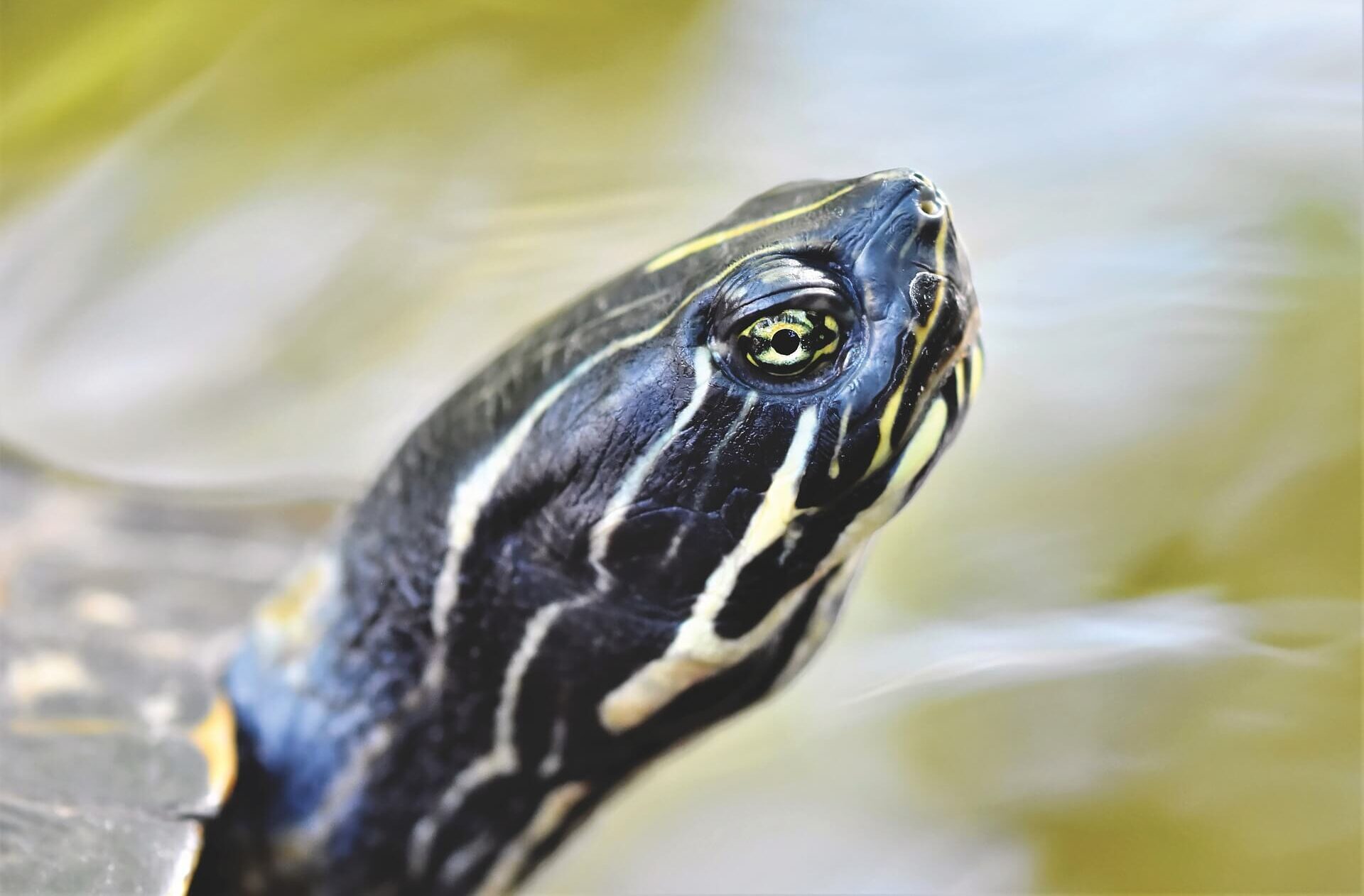 Can I Use a Regular Light Bulb For My Turtle? Why Not? AquaticPals