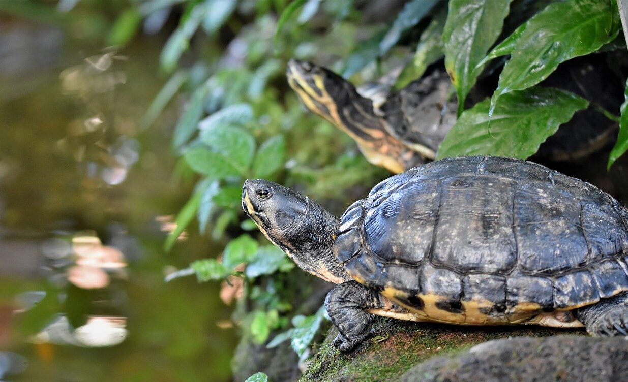 Do Turtles Need a Heat Lamp at Night