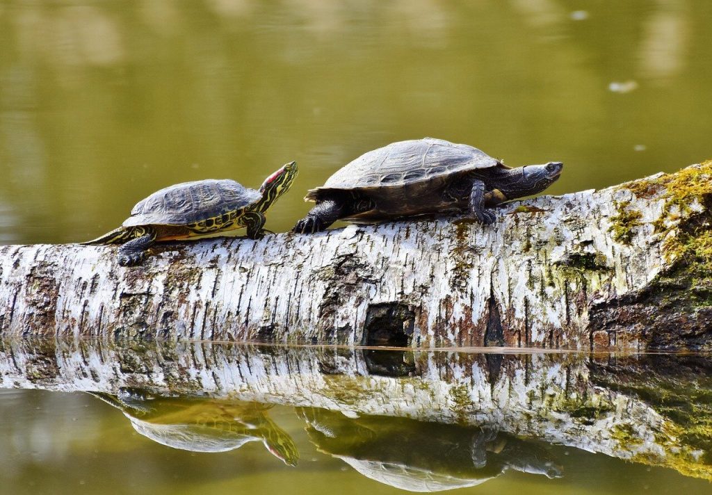 How Long Should Turtles Bask In The Sun