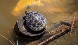 Cloudy Turtle Tank Water